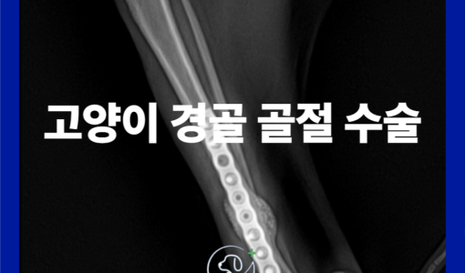골절로 인해 내원한 고양이의 경골…