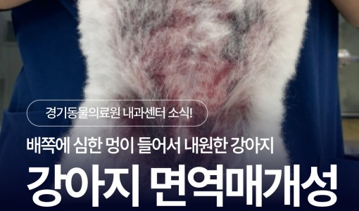 강아지 면역매개성 혈소판감소증 치…
