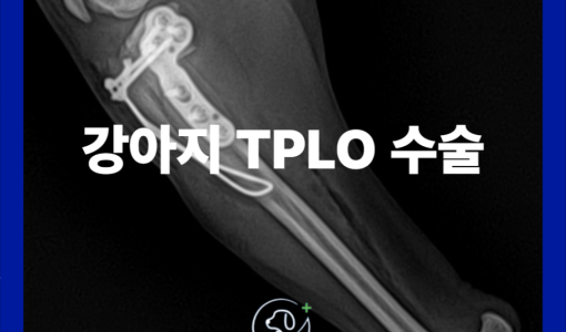 강아지 전십자인대 단열 수술