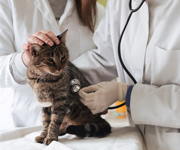 고양이 건강검진
