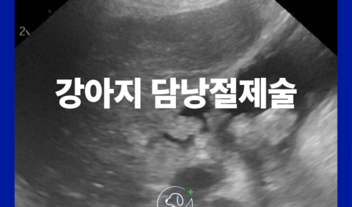 [외과] 강아지 담낭결석 담낭절제…