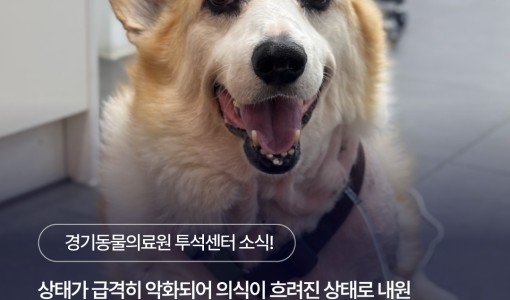 강아지 급성신장손상(AKI) 혈액…