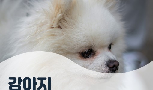 강아지 기침 토 식도이물 내시경 …