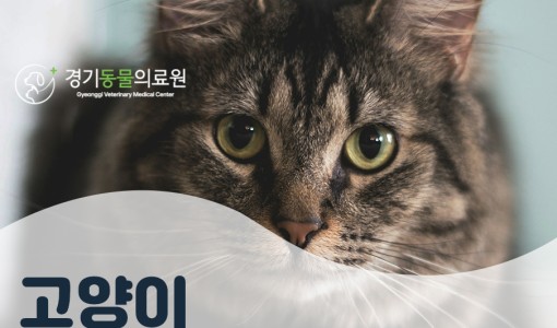 고양이 이물질 섭취 내시경 제거술