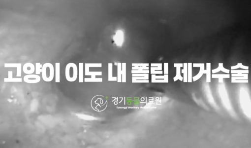 고양이 귀에서 피나요 고양이 귀가…