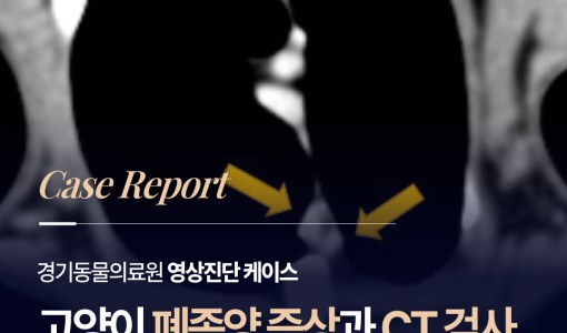 고양이 폐암 증상, 빈호흡과 체중…