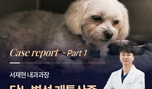 강아지 당뇨병성 케톤산증(DKA)…